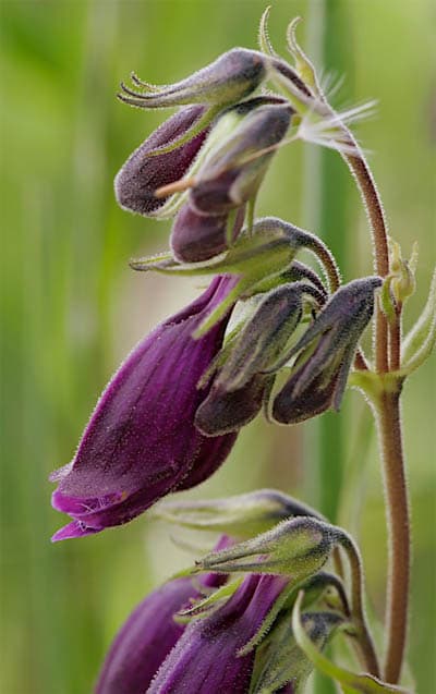 Penstemon whippleanus